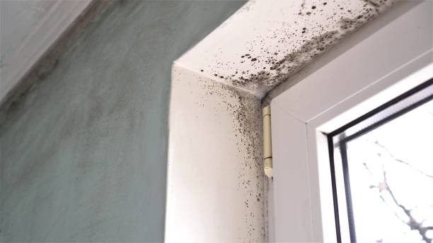 Why You Should Choose Our Mold Remediation Services in Prairie Village, KS